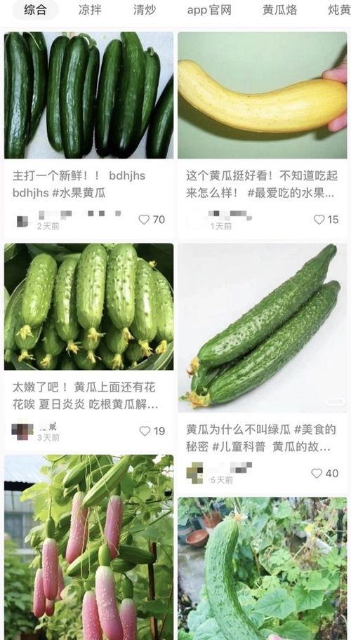 云南黄瓜价格最新爆料,涨跌背后的市场动态